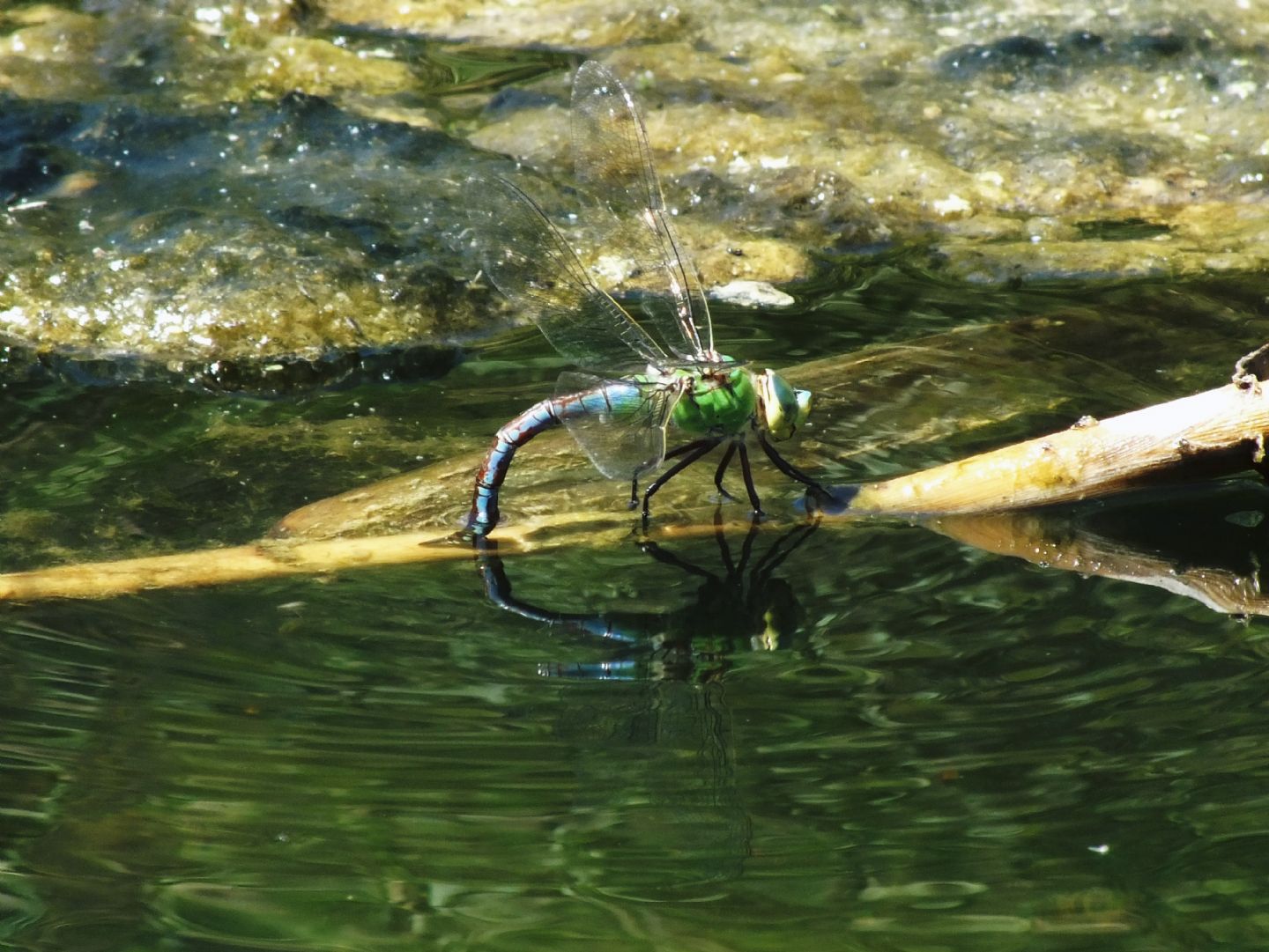 Anax imperator in deposizione