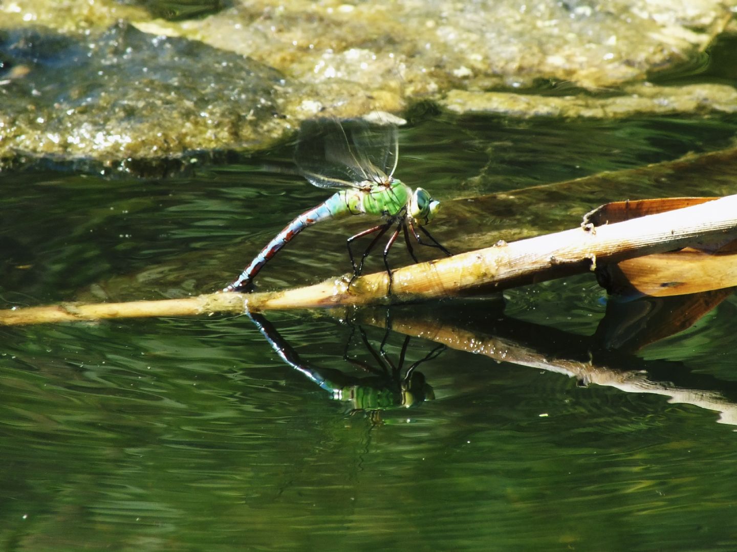 Anax imperator in deposizione