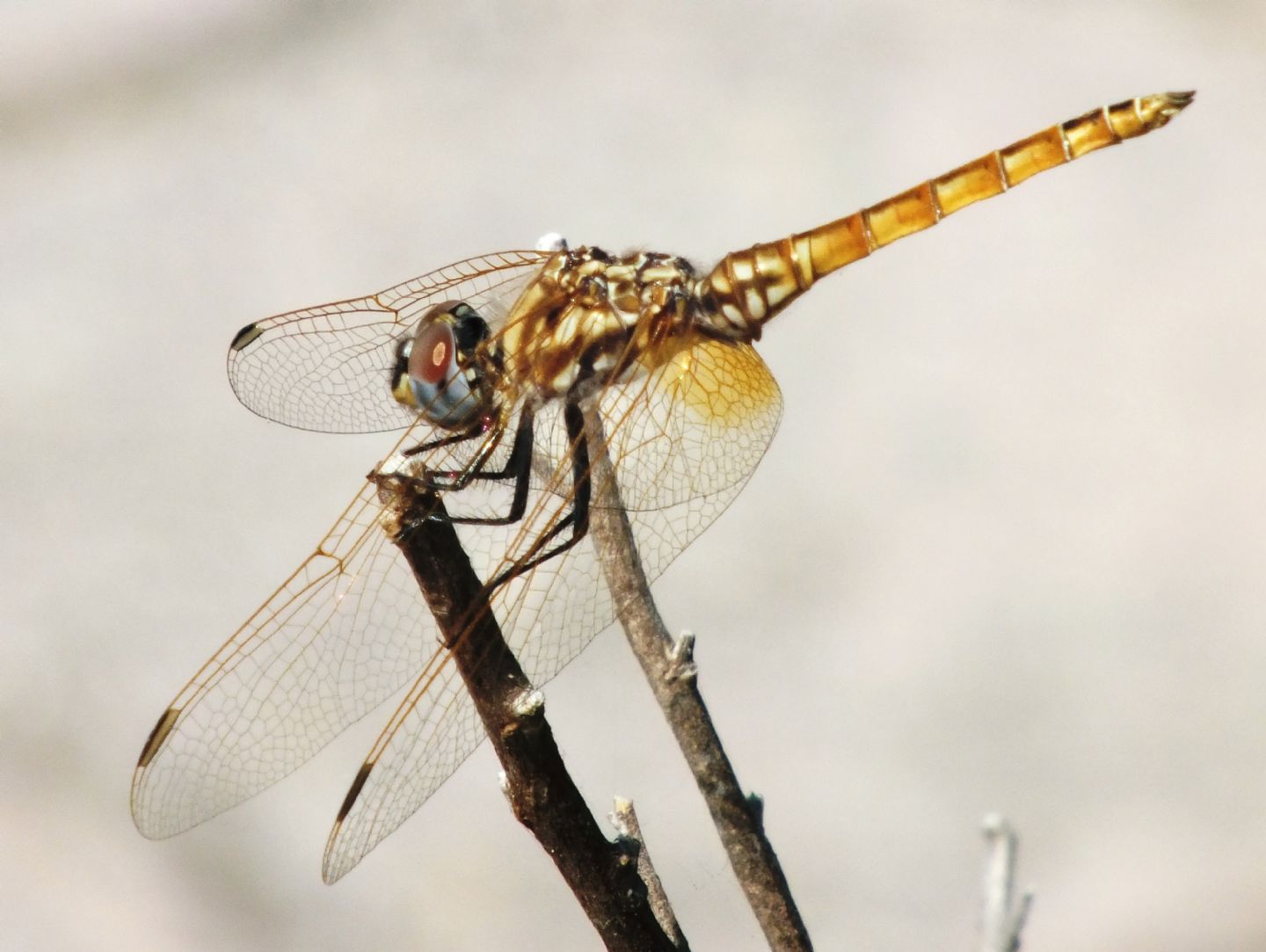 Trithemis annulata - maschi in diversi fasi di maturazione