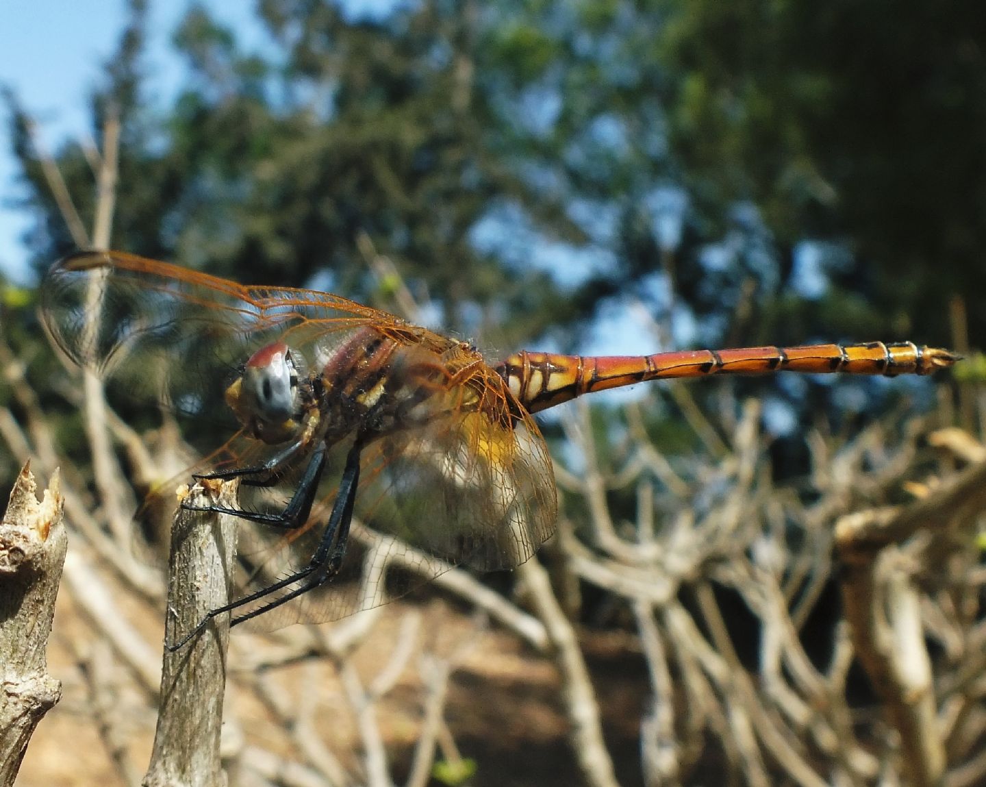 Trithemis annulata - maschi in diversi fasi di maturazione