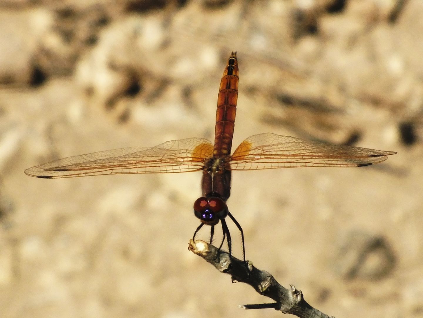 Trithemis annulata - maschi in diversi fasi di maturazione