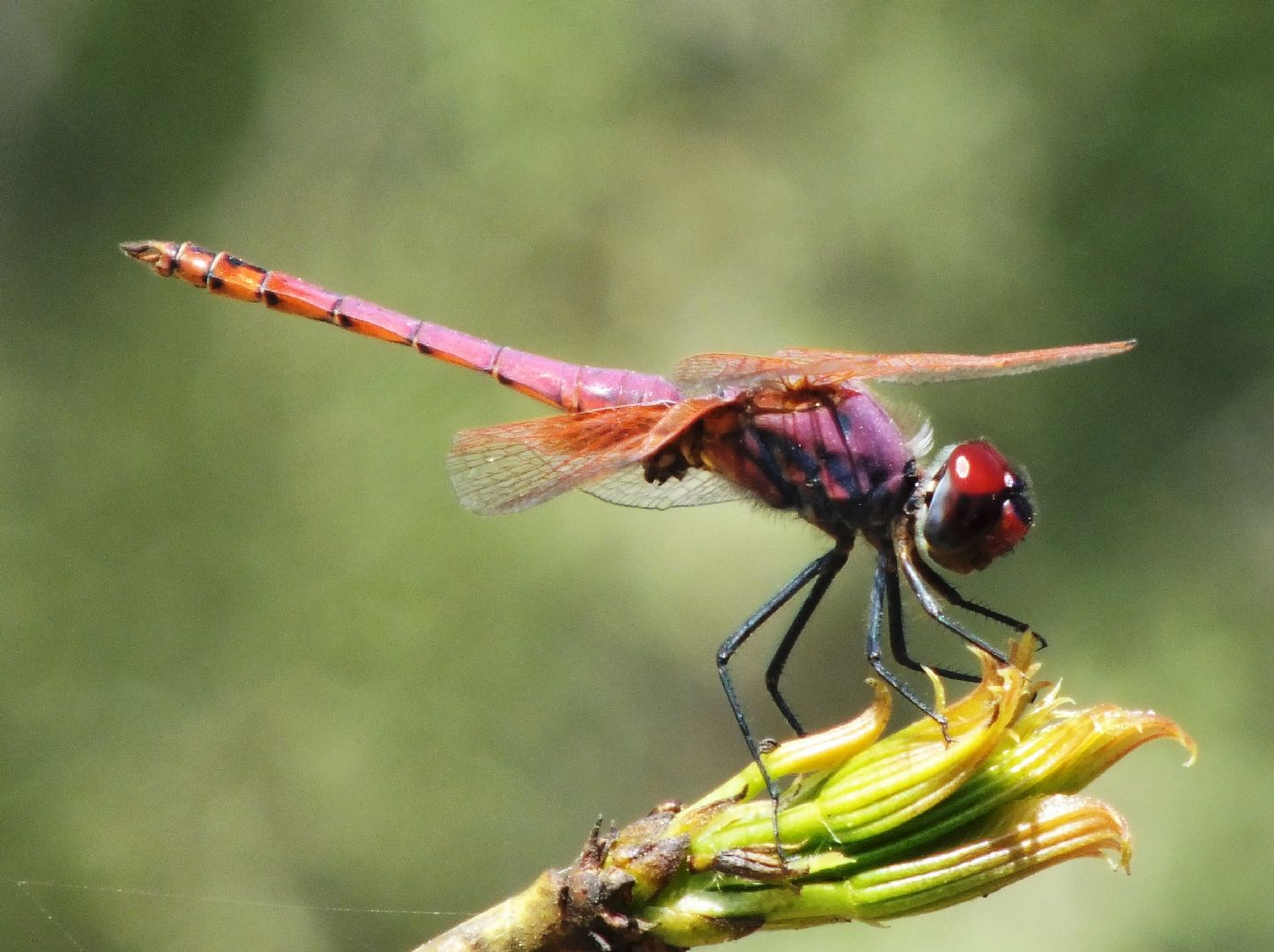 Trithemis annulata - maschi in diversi fasi di maturazione