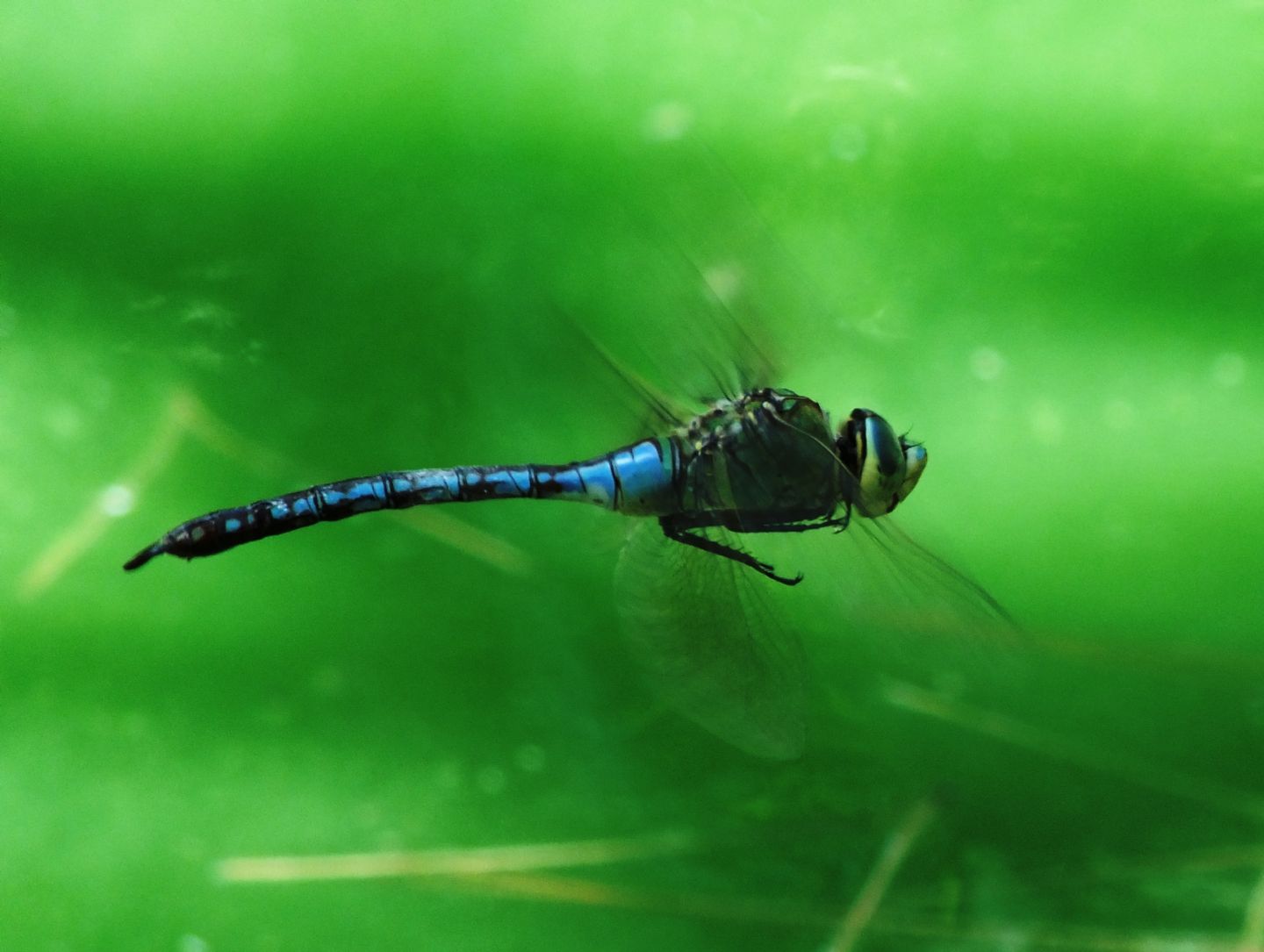 Anax in volo