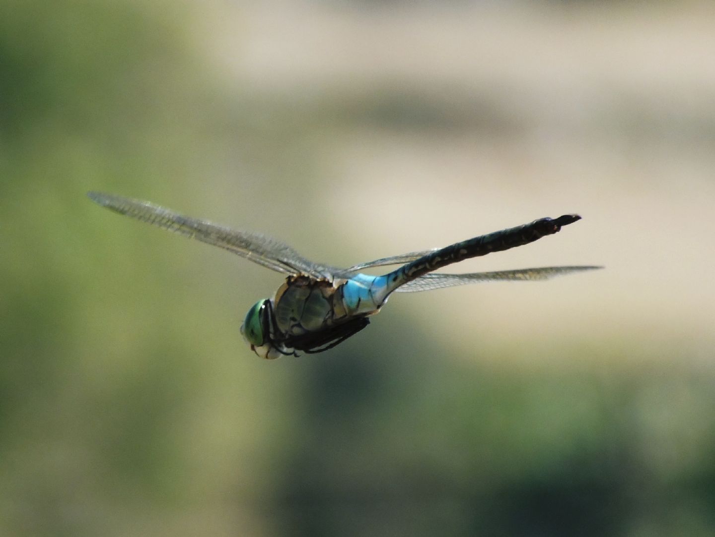 Anax in volo