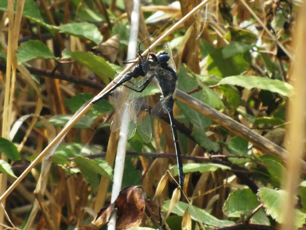 Orthetrum trinacria con preda - Selysiothemis nigra