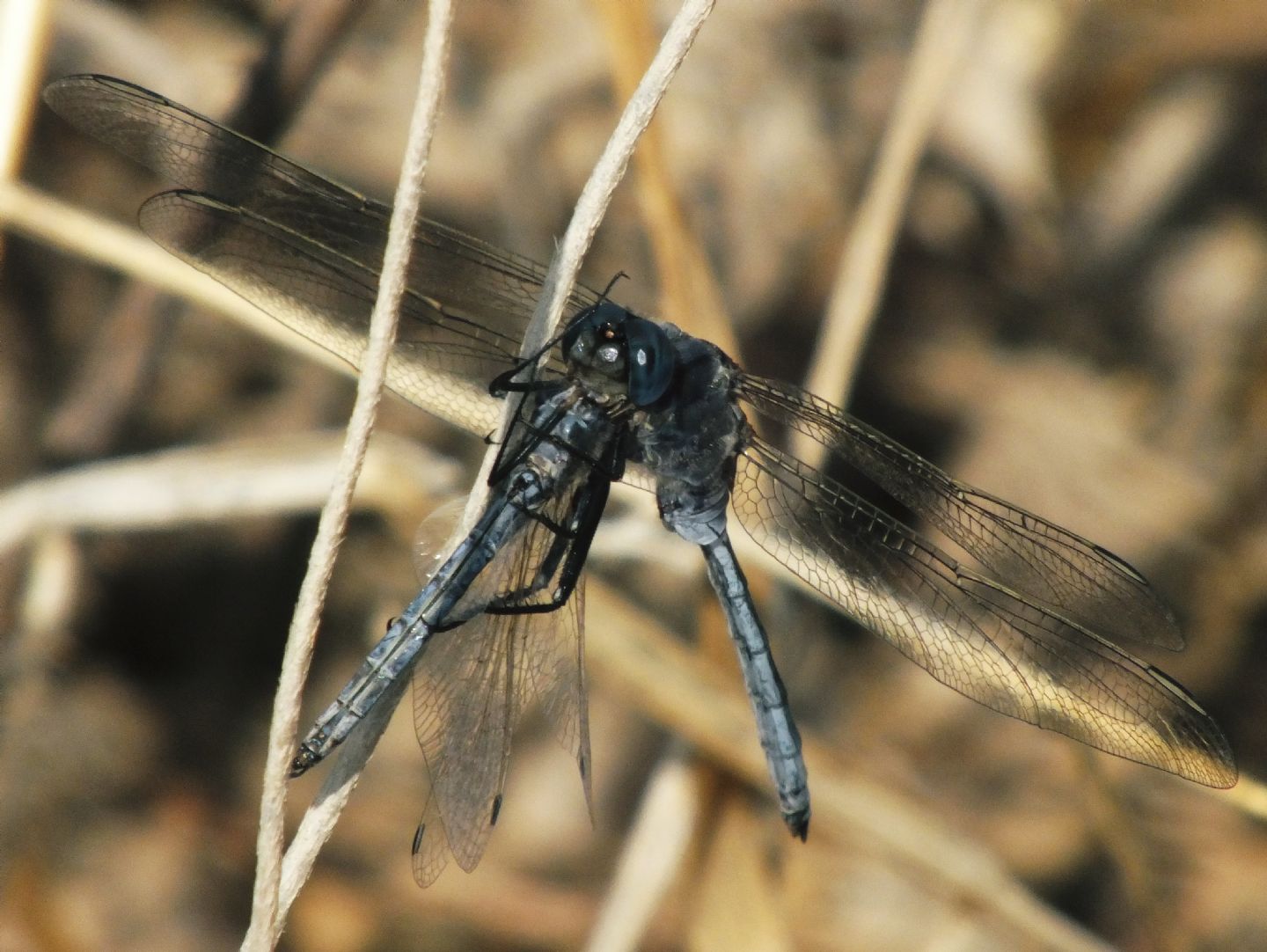 Orthetrum trinacria con preda - Selysiothemis nigra