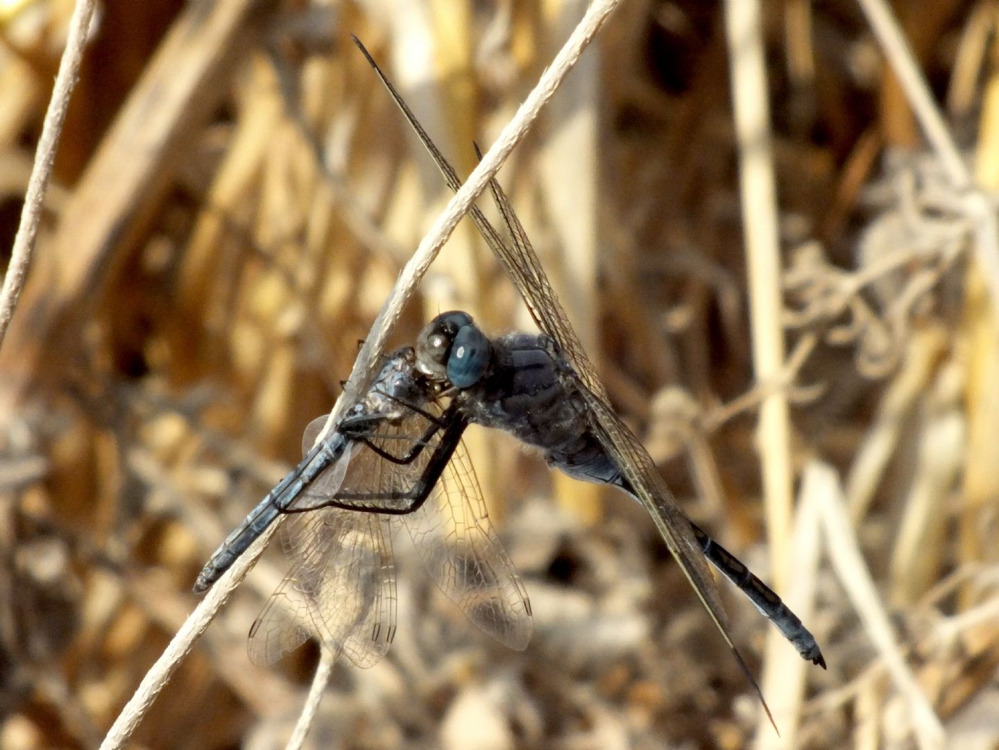 Orthetrum trinacria con preda - Selysiothemis nigra