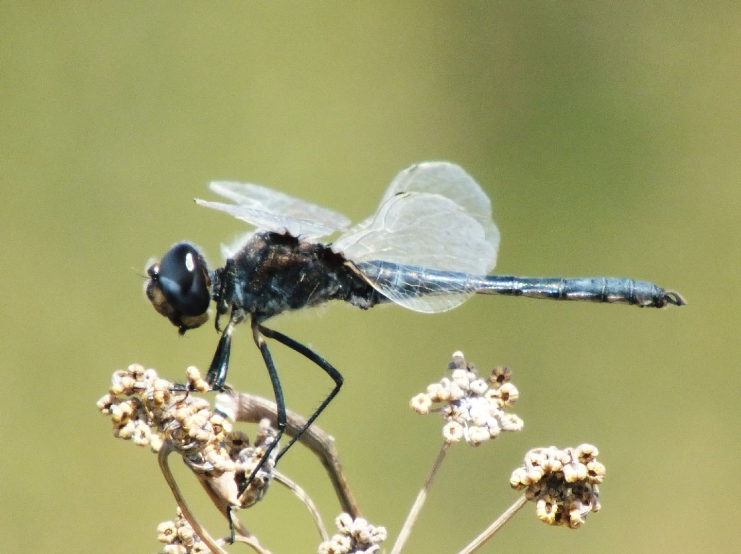 Selysiothemis nigra - maschio