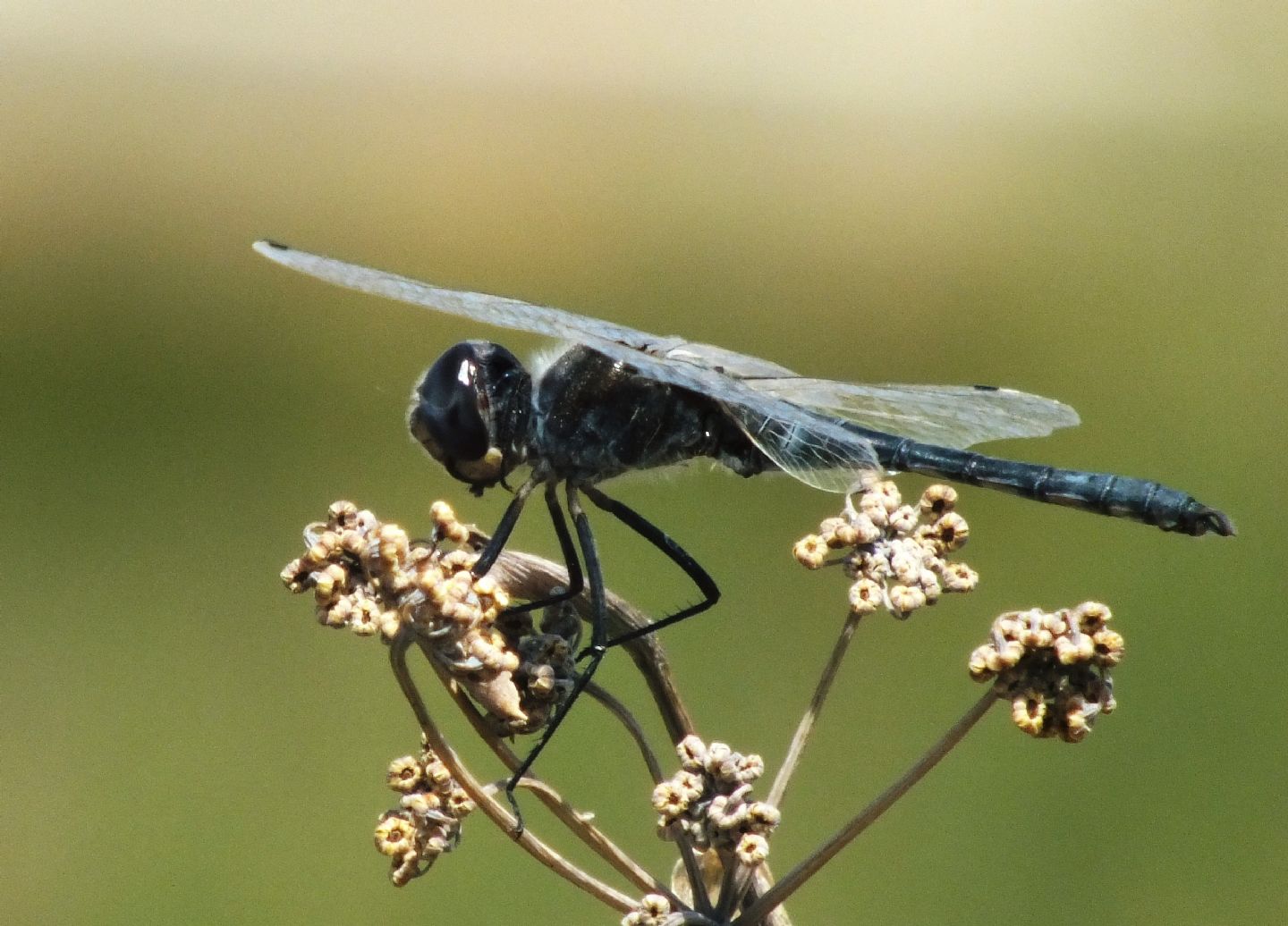 Selysiothemis nigra - maschio