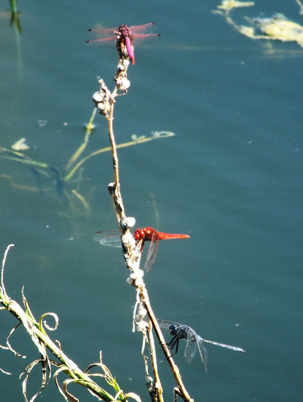 Tre specie di odonata posati insieme