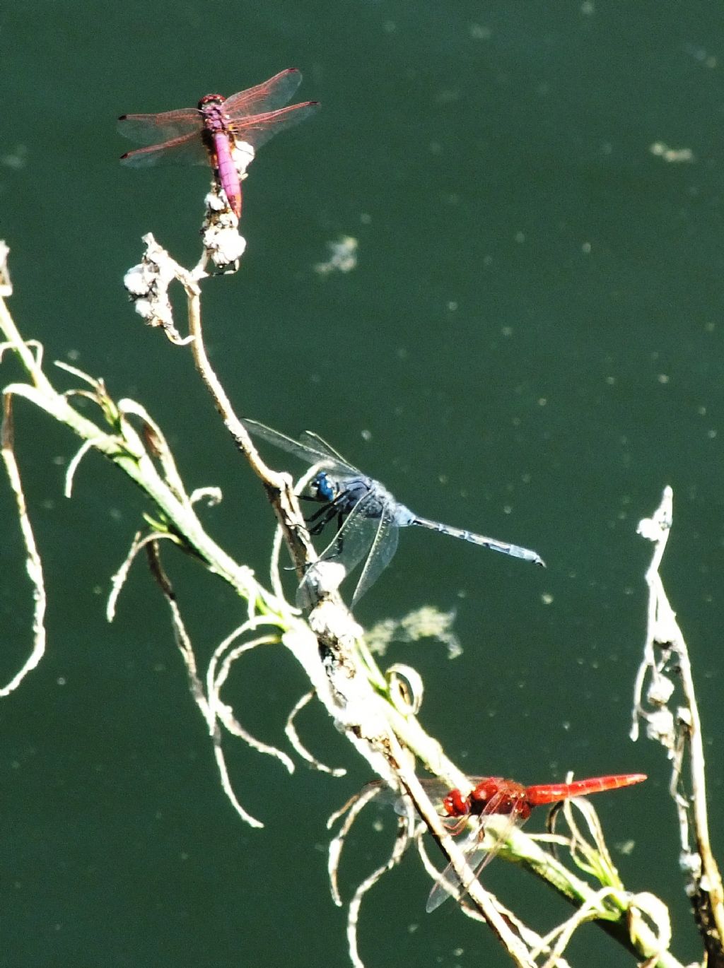 Tre specie di odonata posati insieme