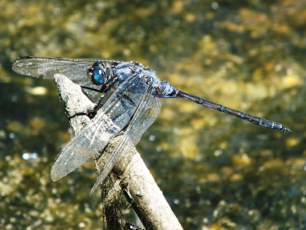 Un vecchietto Orthetrum trinacria