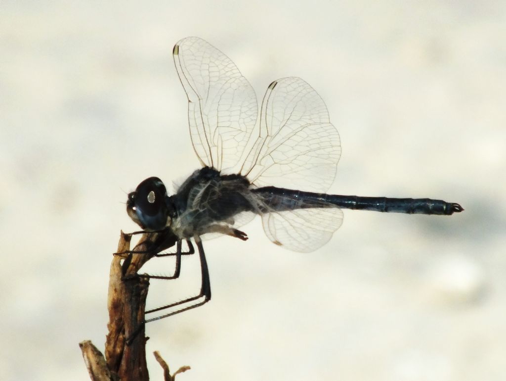 Selysiothemis nigra