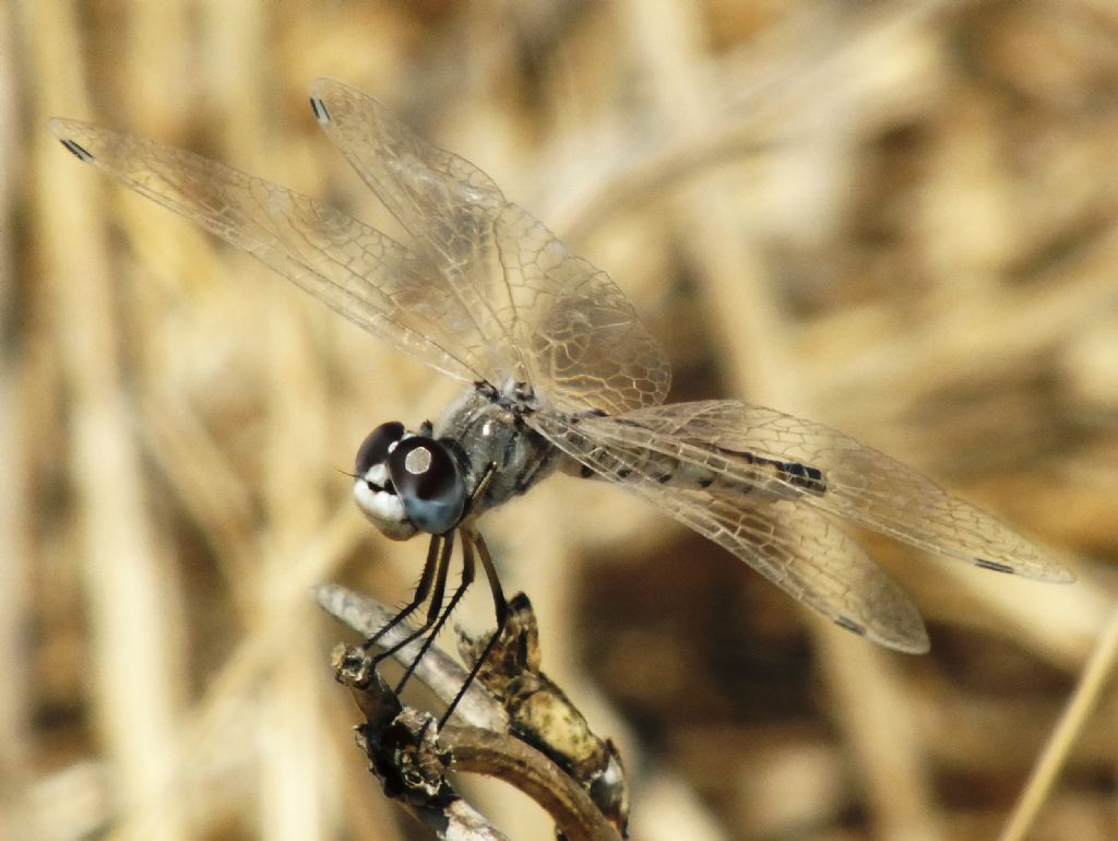 Selysiothemis nigra