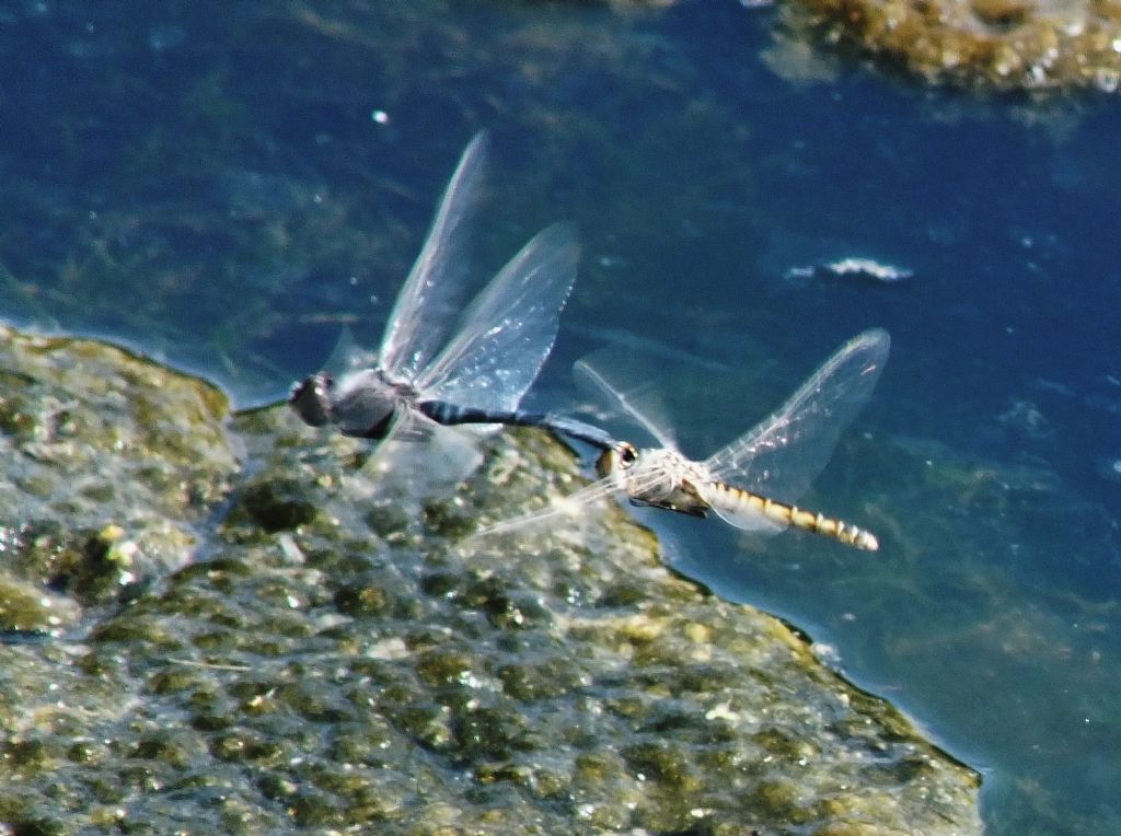 Selysiothemis nigra