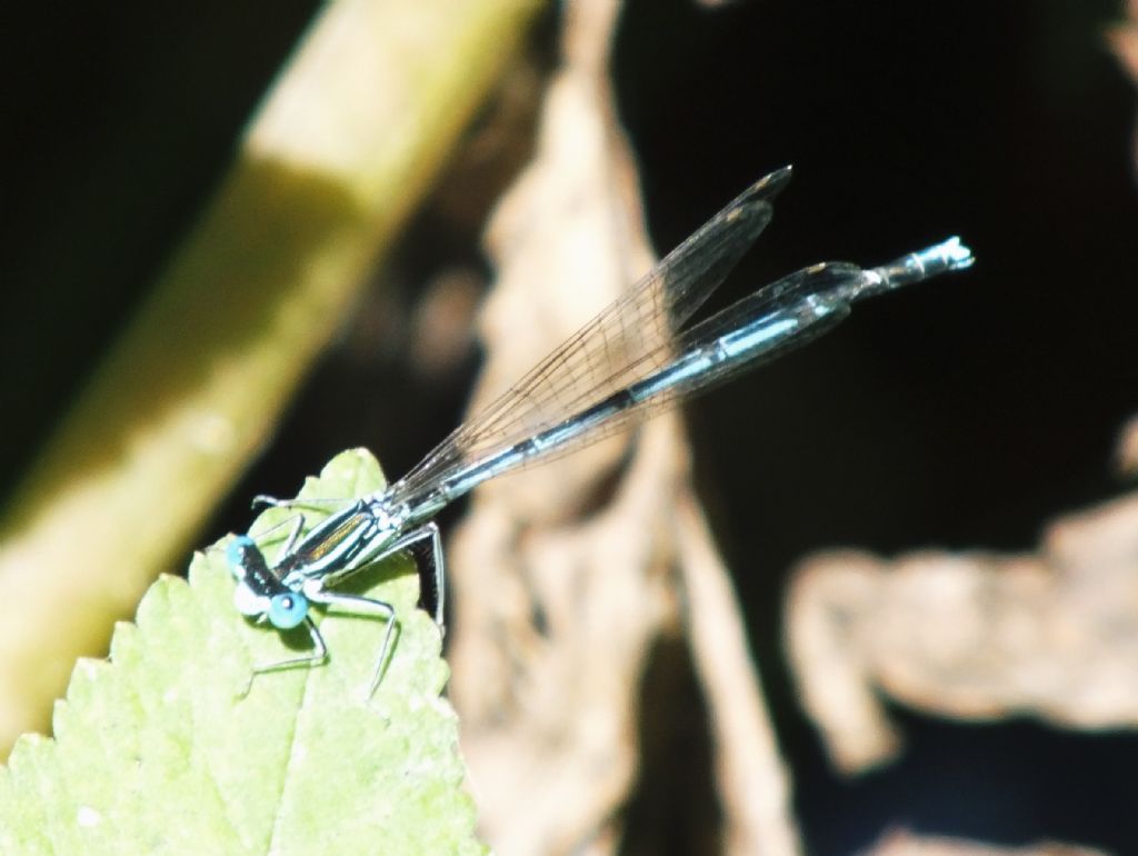 Zygottera da ID: Platycnemis pennipes pennipes