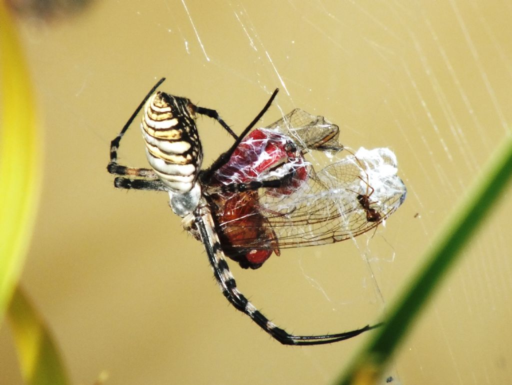 C. erythraea predato da Argiope trifasciata