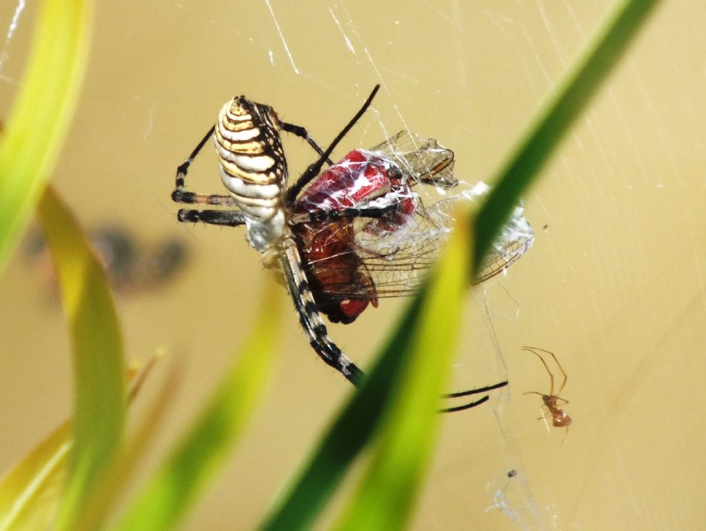 C. erythraea predato da Argiope trifasciata