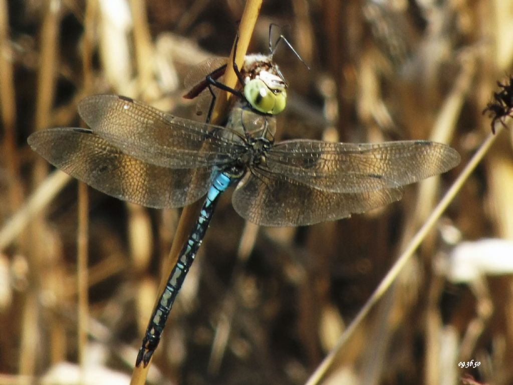 -A.parthenope  devora S. fonscololombii in poco piu di 5 min