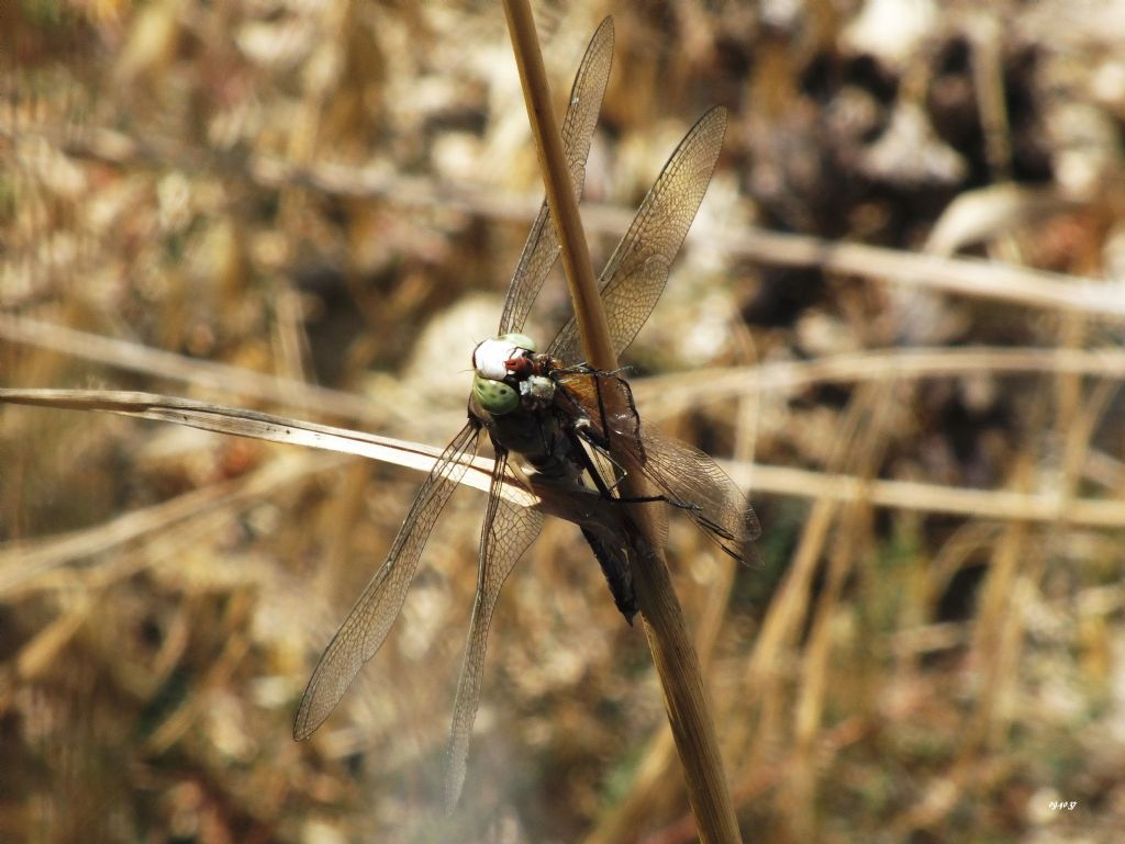 -A.parthenope  devora S. fonscololombii in poco piu di 5 min