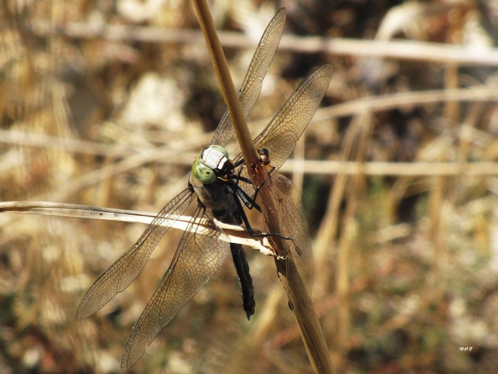 -A.parthenope  devora S. fonscololombii in poco piu di 5 min