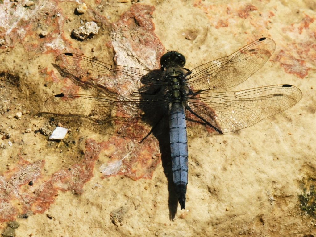 Orthetrum cancellatum?