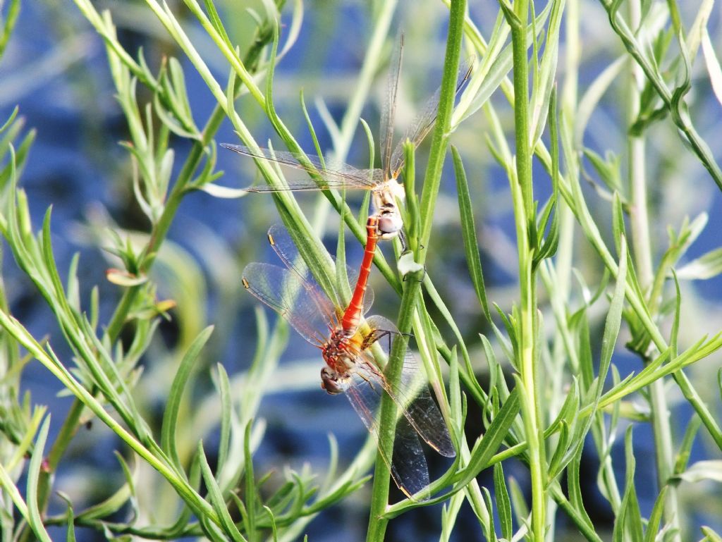 Strana posizione di tandem di Sympetrum fonscolombii