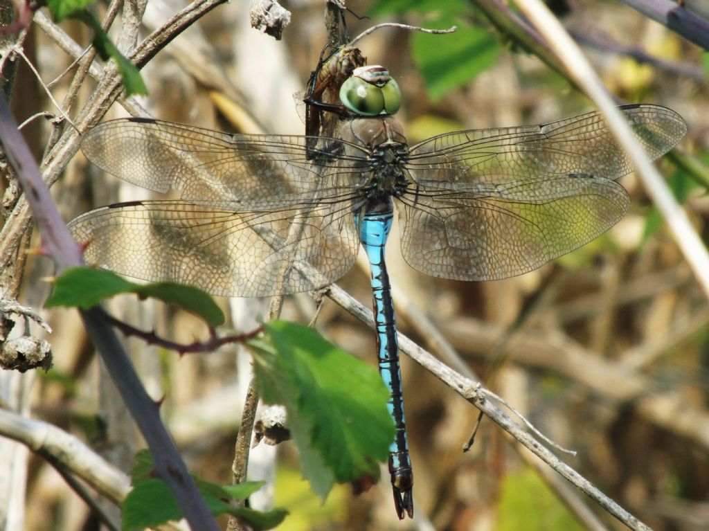 Anax parthenope con preda