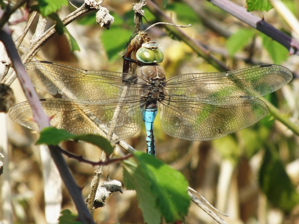 Anax parthenope con preda