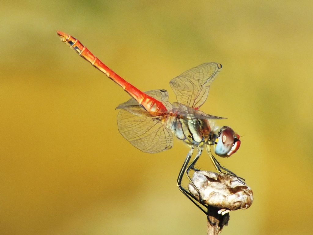 Sympetrum fonscolombii - altra curiosita