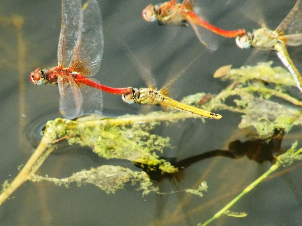 Sympetrum fonscolombii - altra curiosita