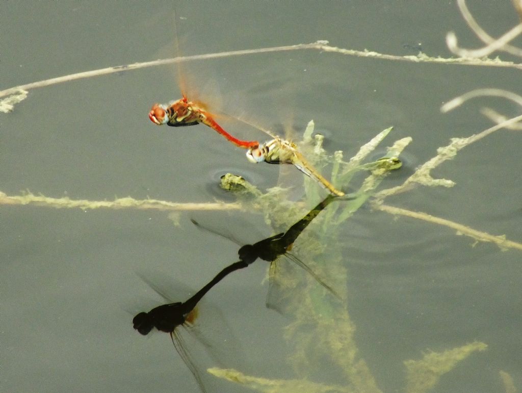 Sympetrum fonscolombii - altra curiosita