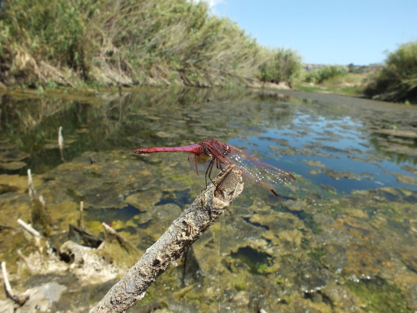 Sympetrum fonscolombii - altra curiosita