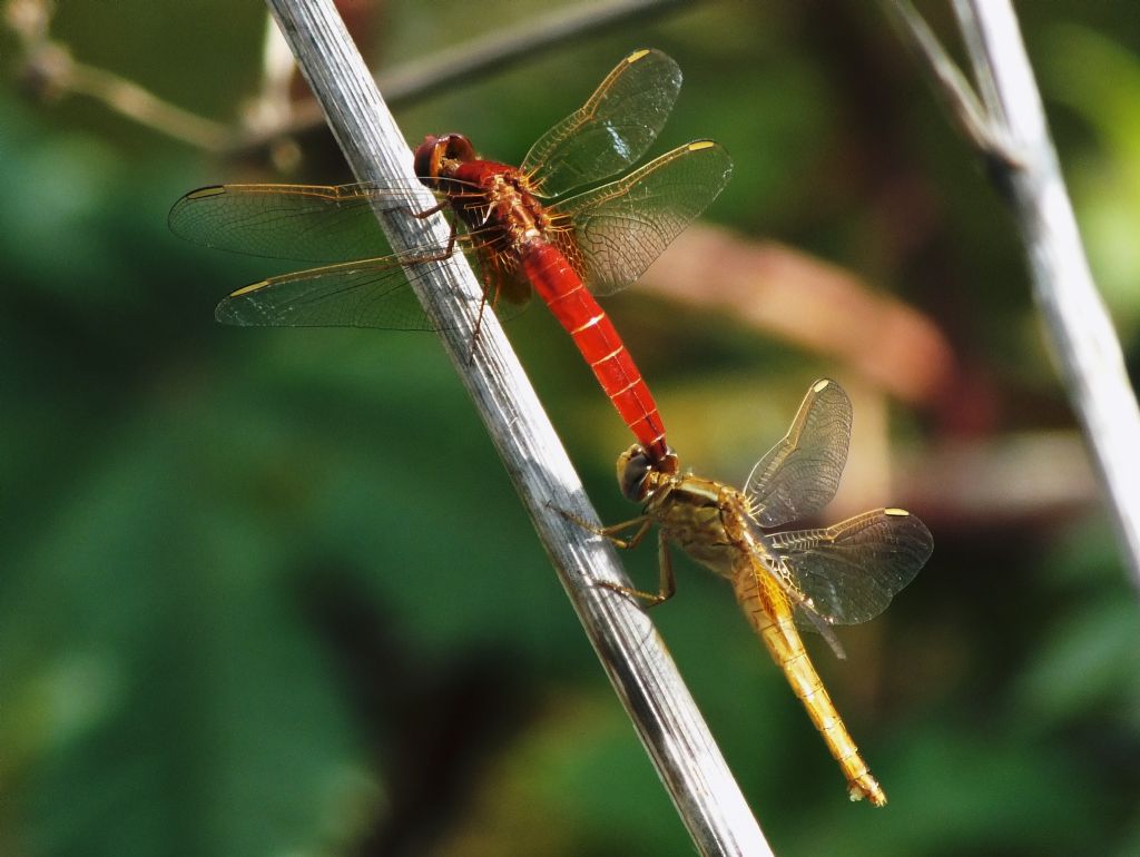 Tandem inusuale di Crocothemis erythraea