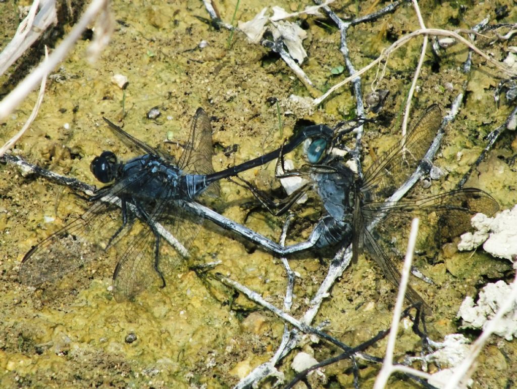 Orthetrum trinacria in copula