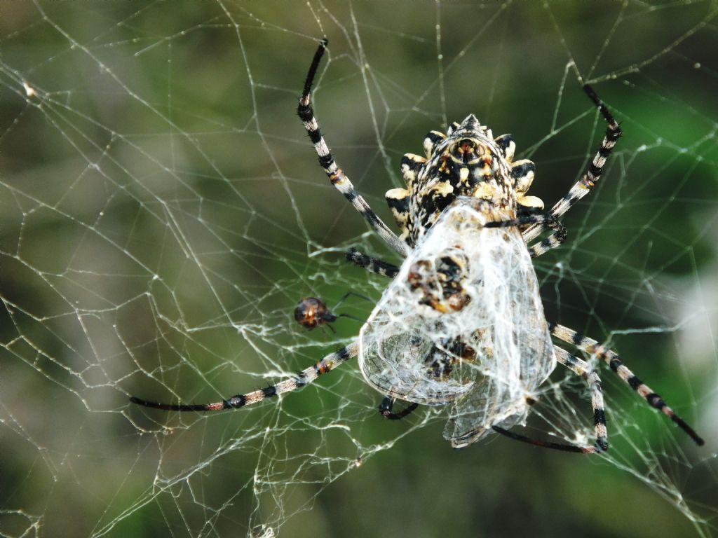 S. fonscolombii predata da Argiope lobata