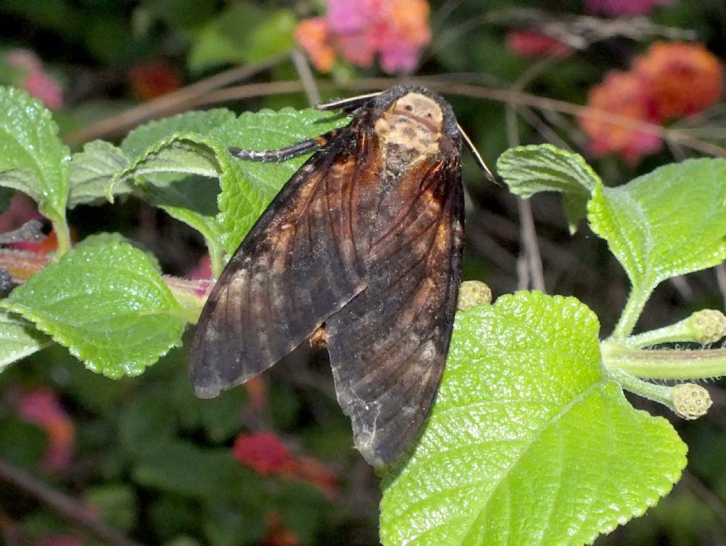 Acherontia atropos