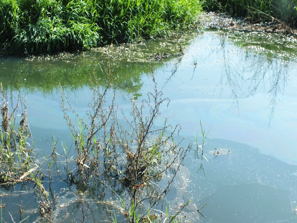 S. fonscolombii deponendo in acqua inquinata