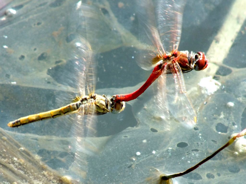 S. fonscolombii deponendo in acqua inquinata