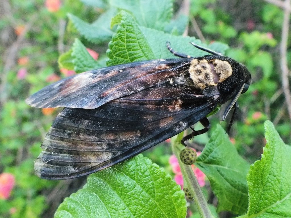 Acherontia atropos