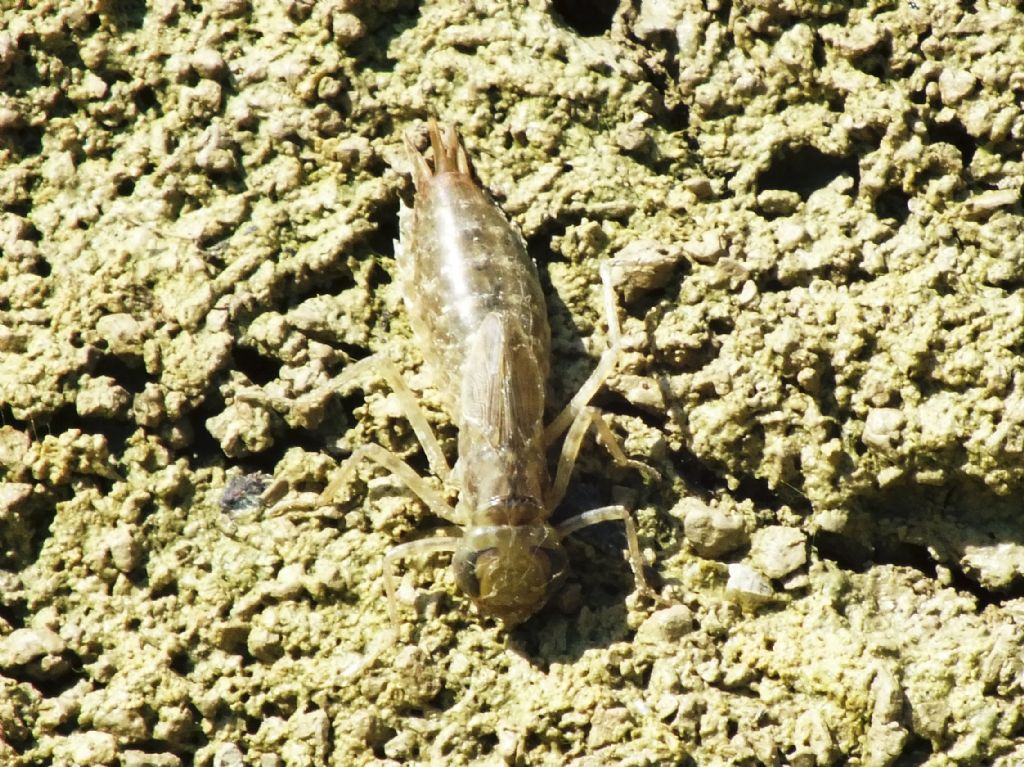 ID larvae