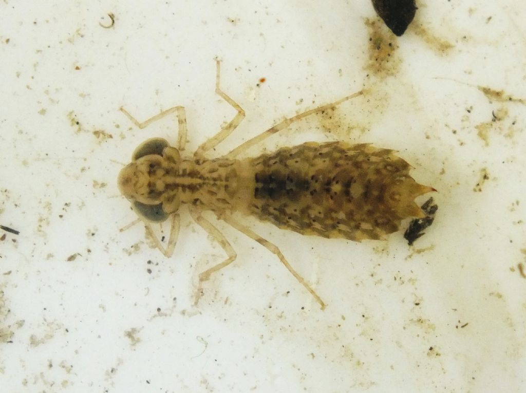 Larvae da ID