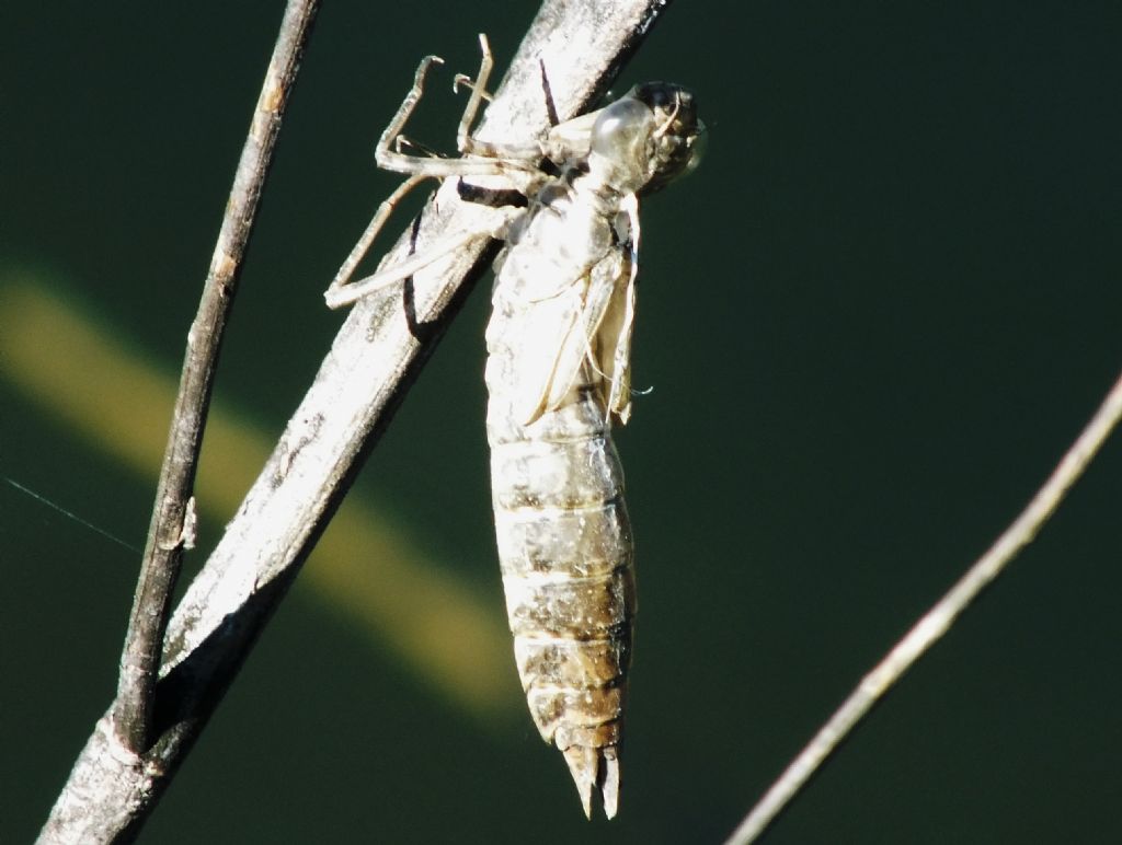 Exuvia di Anax sp.  E'' possibile l''ID? s, A. parthenope