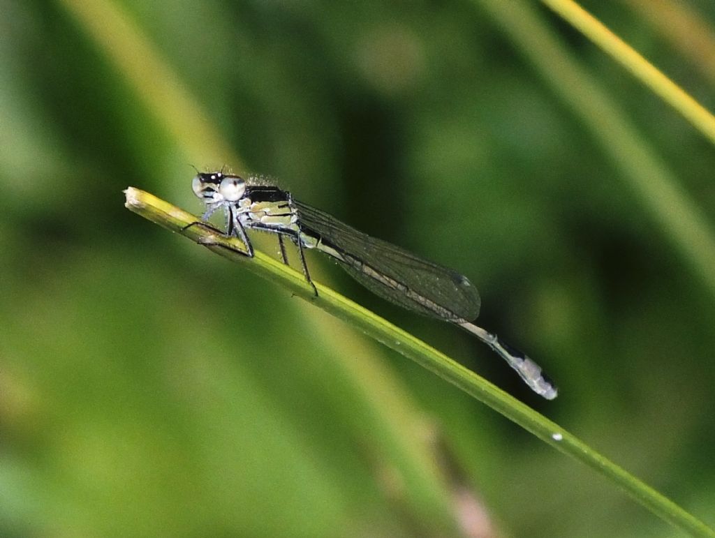 Ischnura genei