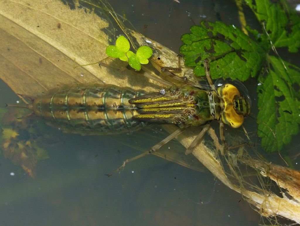 Larva di Anax imperator