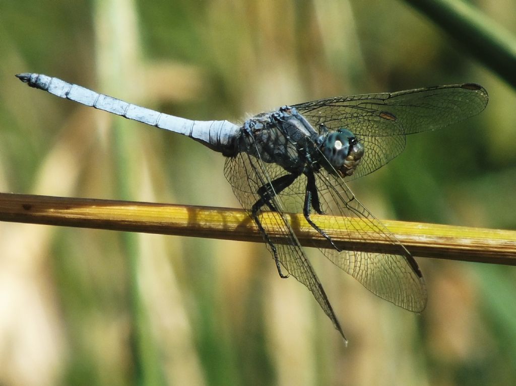 Altro Orthetrum coerulescens particolare