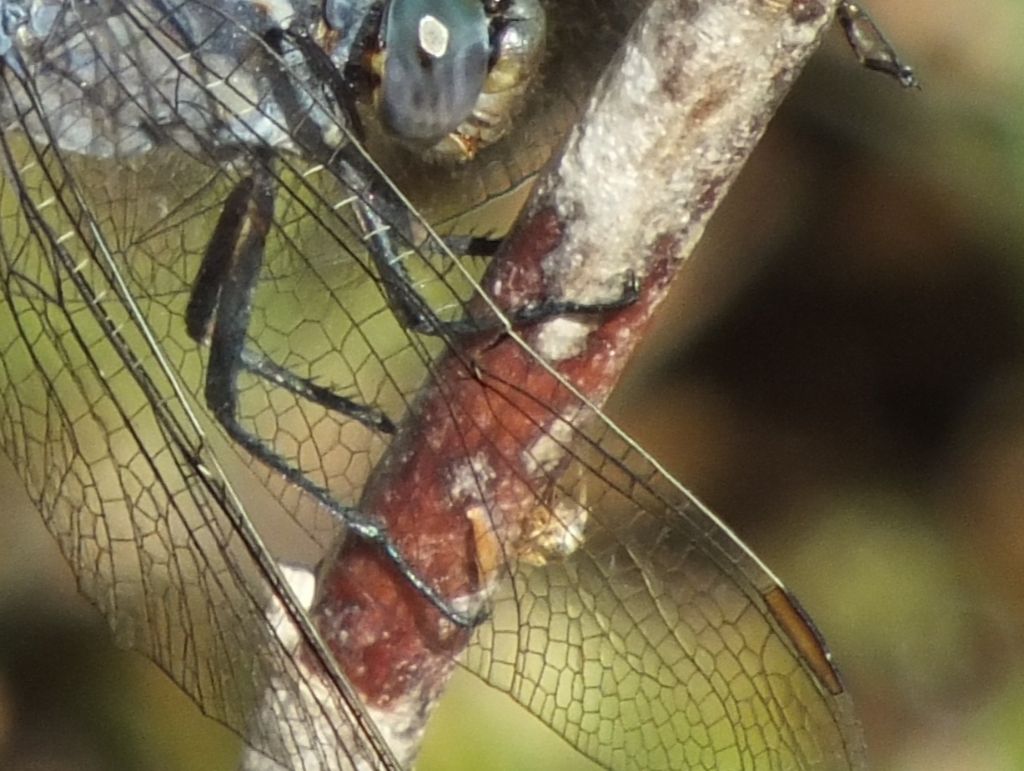 Altro Orthetrum coerulescens particolare