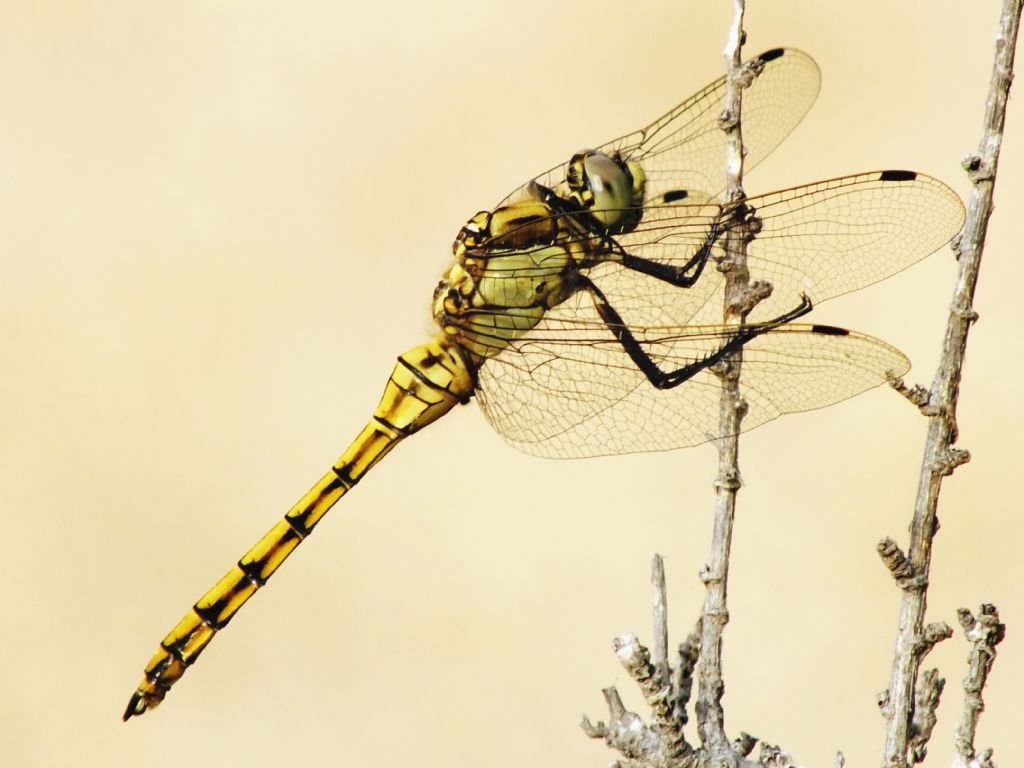 Maschio e femmina immaturi di Orthetrum cancellatum