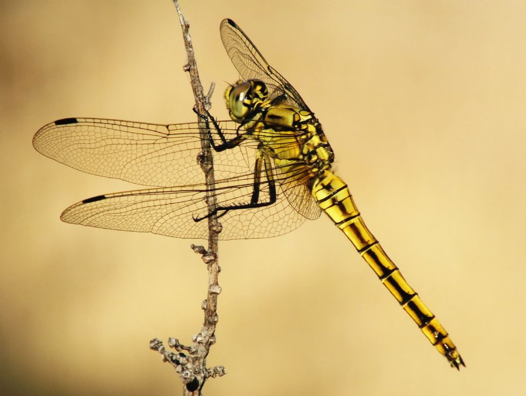 Maschio e femmina immaturi di Orthetrum cancellatum