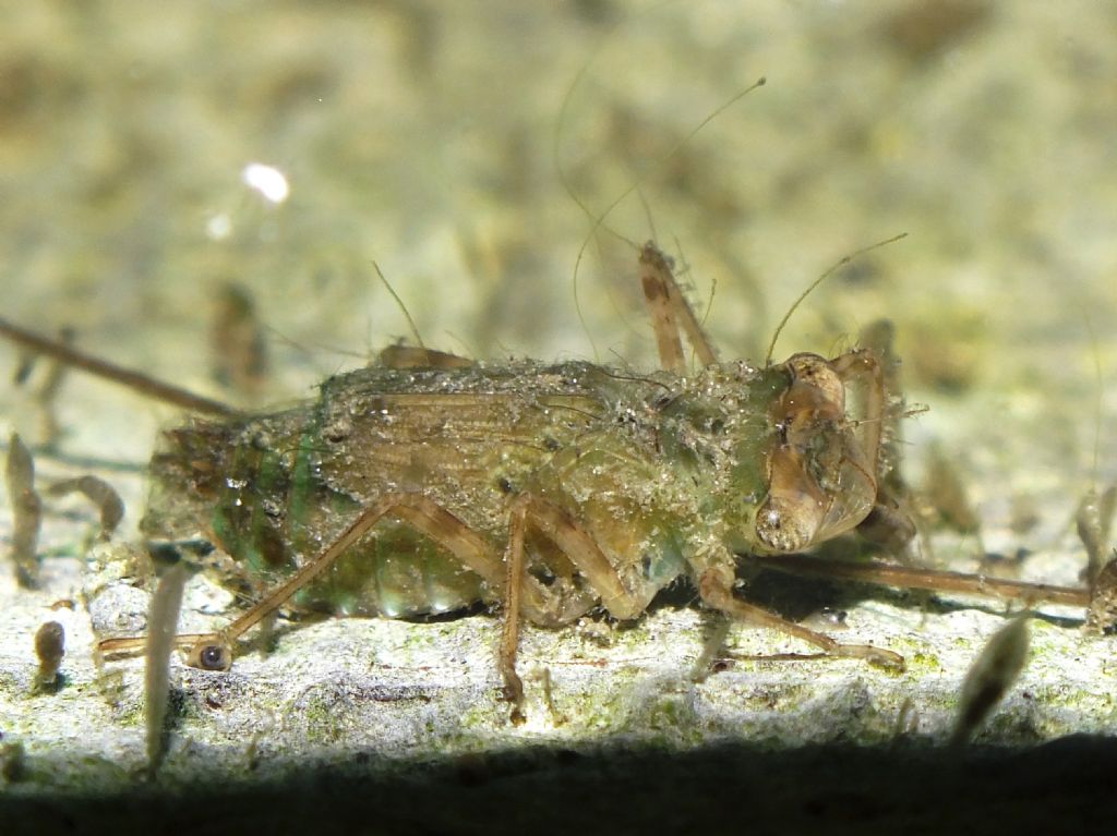 Larva di Libellulidae